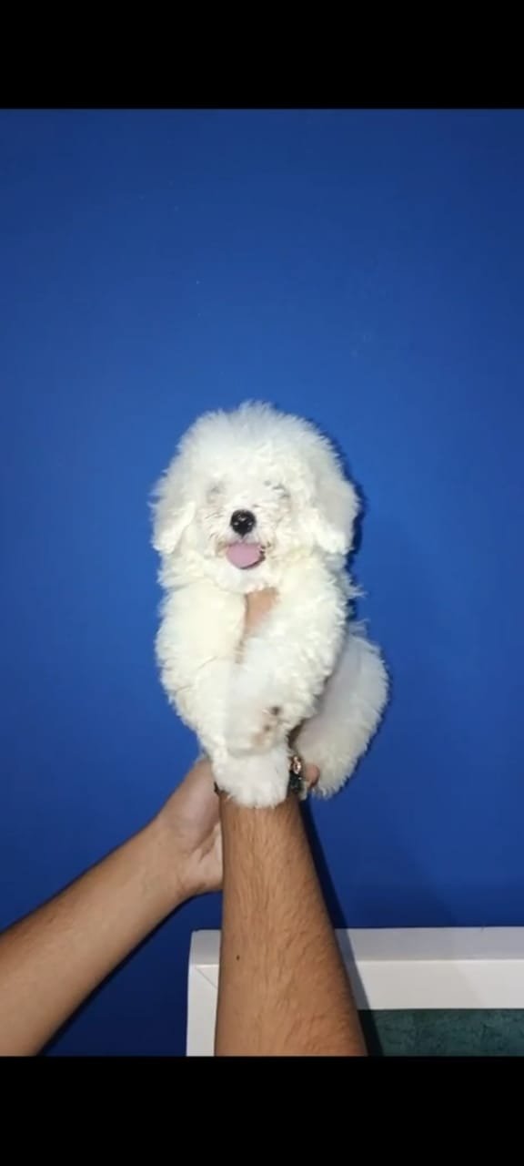 Purchase KCI Registered Maltese Puppy from Vizag